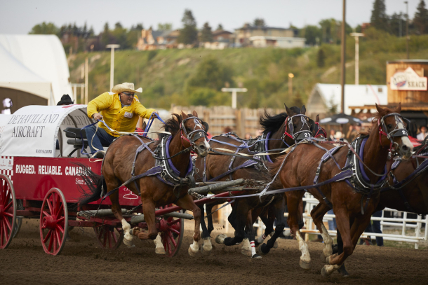 Chuckwagon racing at the Calgary Stampede