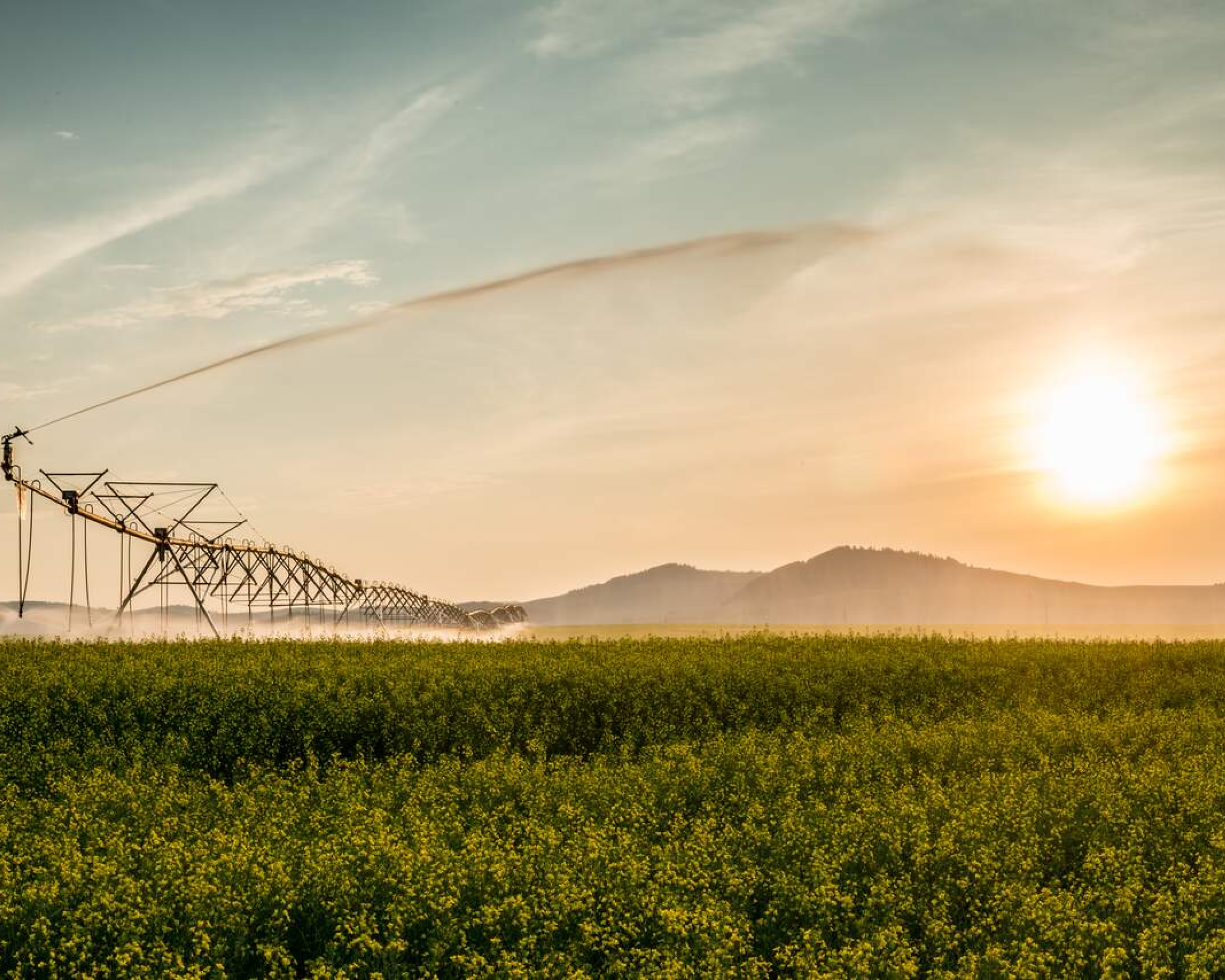 Agricultural irrigation in a field at sunset near Diamond Valley along the Cowboy Trail