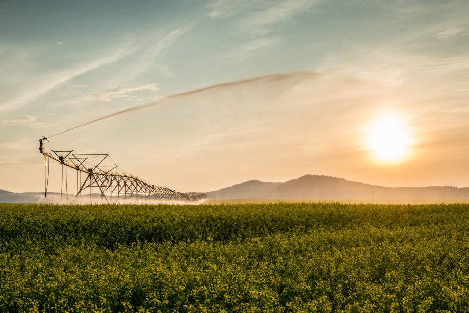Agricultural irrigation in a field at sunset near Diamond Valley along the Cowboy Trail