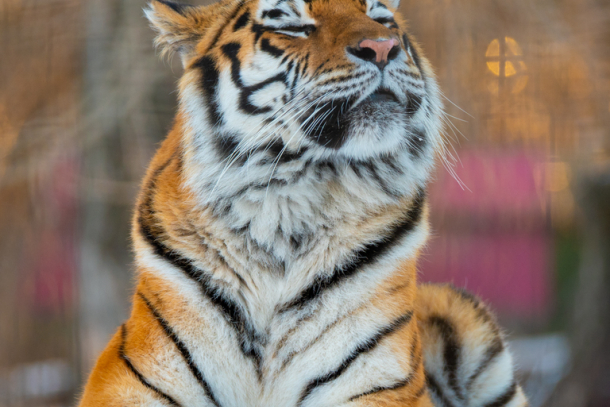 Close-up of a tiger at the Wilder Institute/Calgary Zoo